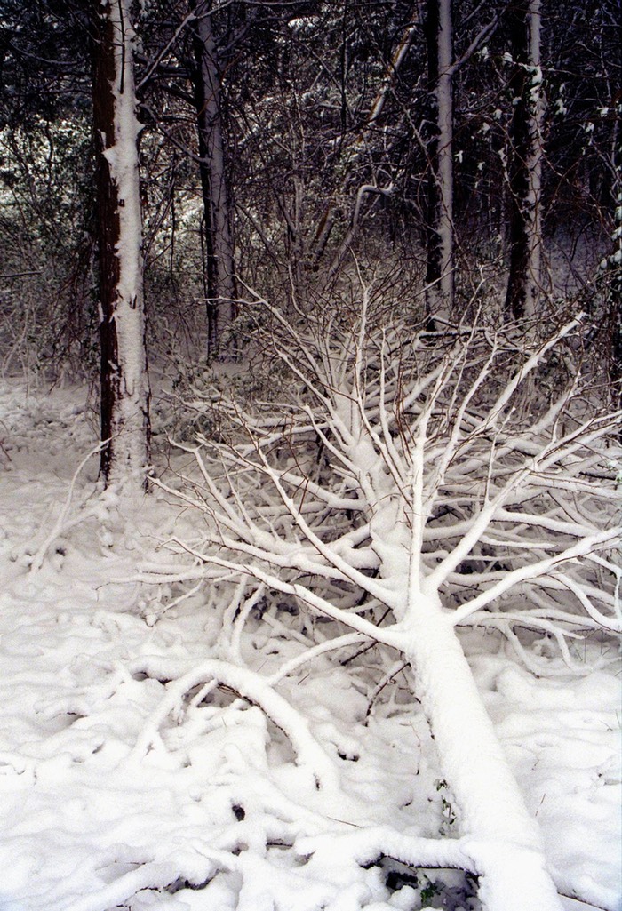 Fallen tree late spring snowfall Somerset Cty, NJ