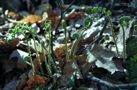 Spring Ferns Vorhees State Park